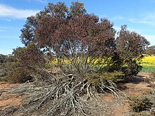 Eukalyptus gardneri Gewohnheit.jpg