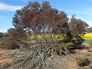 <i>Eucalyptus gardneri</i> Species of eucalyptus