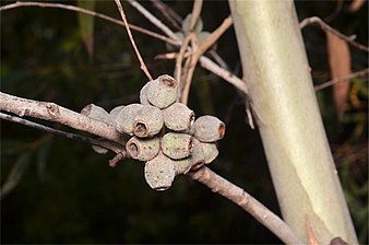 fruit Eucalyptus olsenii fruit.jpg