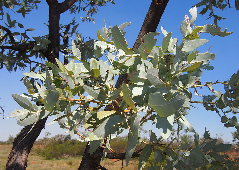 File:Eucalyptus pruinosa foliage.jpg