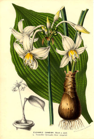 <i>Eucharis</i> (plant) Genus of flowering plants
