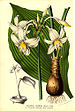 Eucharis candida