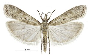 Eudonia leptalea male.jpg