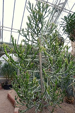 Euphorbia antiquorum (Euphorbia mayuranathanii) - Botanischer Garten - Heidelberg, Germany - DSC01385.jpg