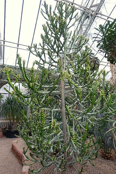 400px-Euphorbia_antiquorum_%28Euphorbia_mayuranathanii%29_-_Botanischer_Garten_-_Heidelberg%2C_Germany_-_DSC01385.jpg