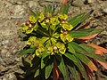* Nomination: Tree spurge (Euphorbia dendroides) --Robert Flogaus-Faust 12:06, 19 January 2024 (UTC) * * Review needed