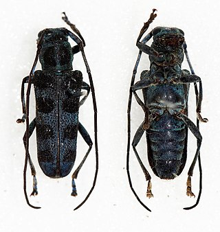 <i>Eutetrapha laosensis</i> Species of beetle