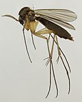 Miniatura para Mycetophilidae