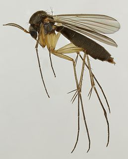 <span class="mw-page-title-main">Mycetophilidae</span> Family of flies