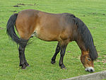 حصان إكسموري قصير يرعى العُشب