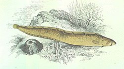 Taukžuvė (Pholis gunellus)