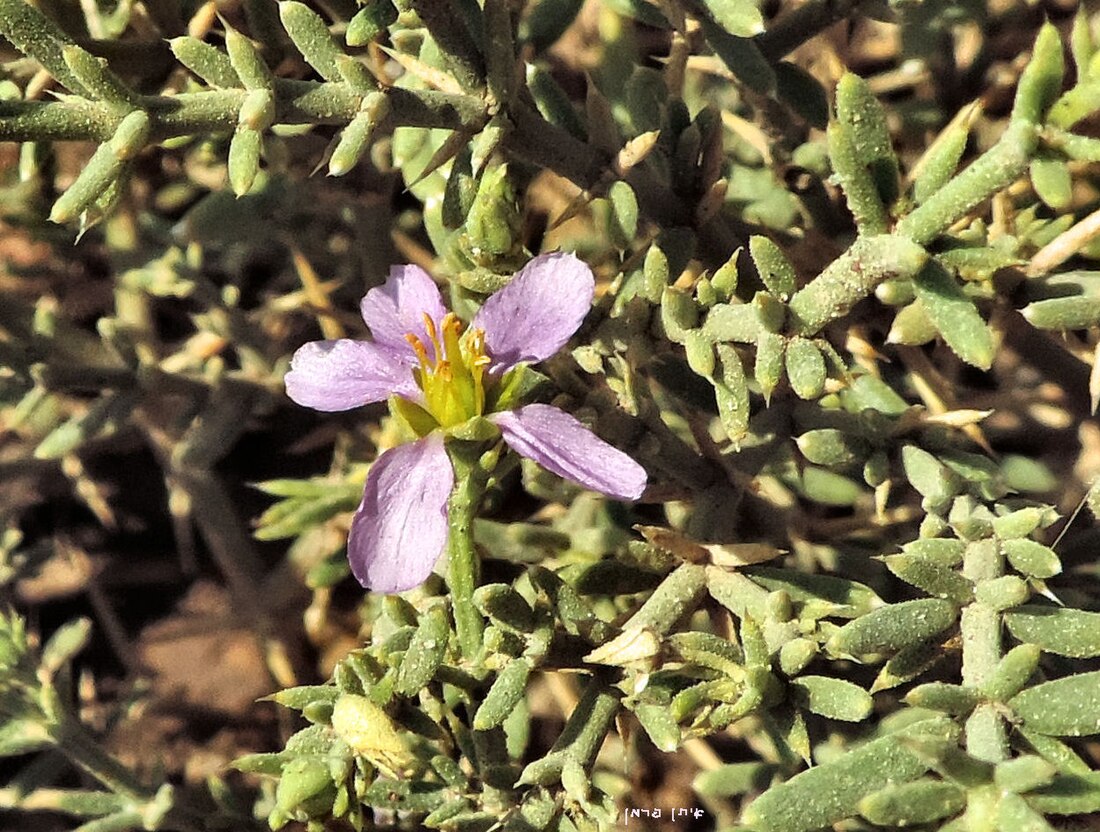 Fagonia glutinosa