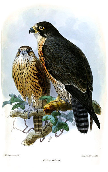 File:FalcoMinorKeulemans.jpg