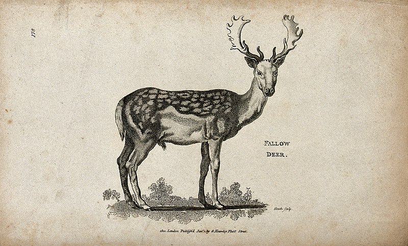 File:Fallow deer. Etching by Heath. Wellcome V0021233.jpg