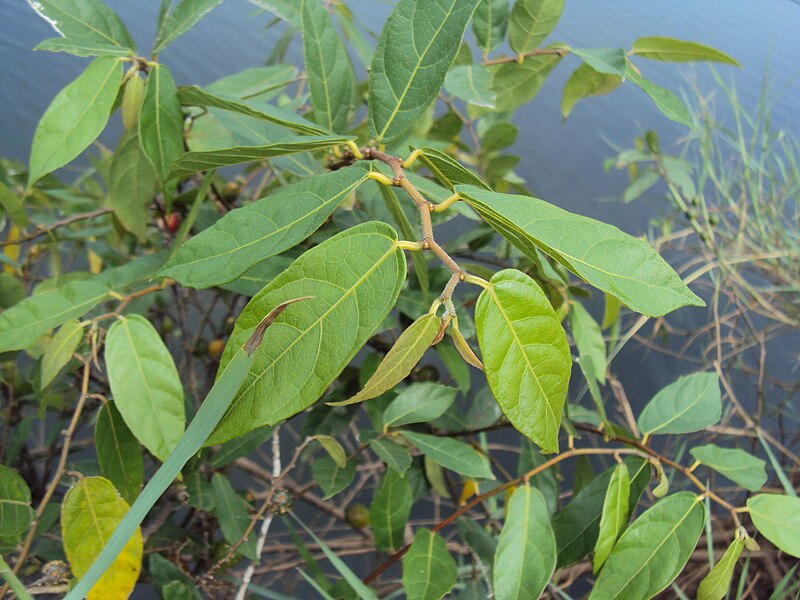 File:Ficus heterophylla 27.JPG