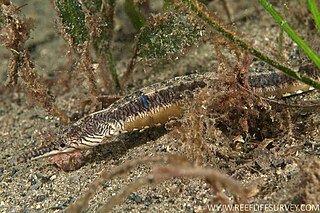 <span class="mw-page-title-main">Tiger pipefish</span> Species of fish