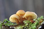 Thumbnail for File:Flammulina velutipes.Mushrooms of Russia.jpg