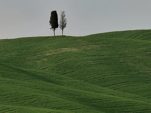 Cypress trees in the Val d'Orcia