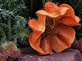 Flor de Puka sisa (Caiophora cirsiifolia)