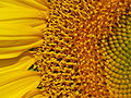 Fiori aperti in successione nella testa di un Girasole (Helianthus annuus), con ornamenti di raggio che formano i petali.