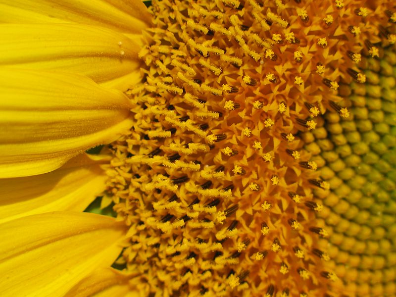 File:Flower head.jpg