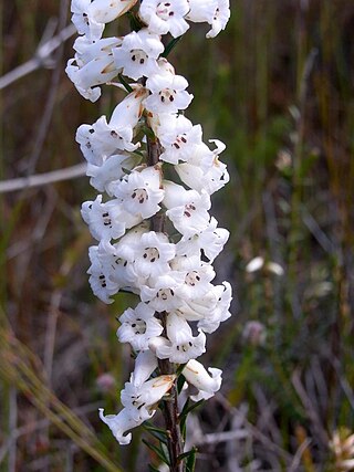 <i>Epacris obtusifolia</i> Species of flowering plant