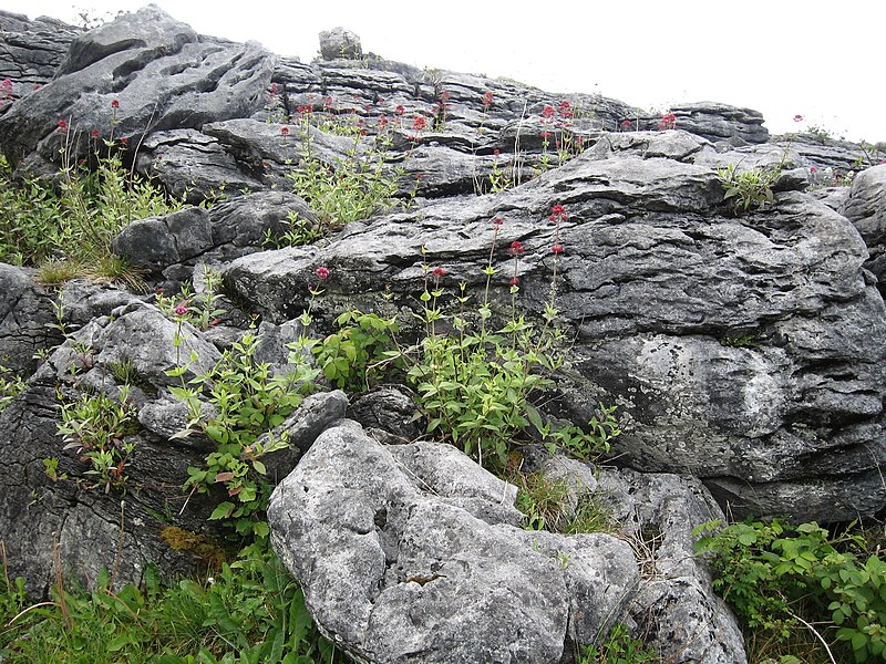 File:Flowers in the burren.jpg