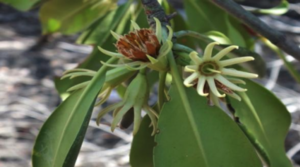 Flowers of Bruguiera exaristata.png