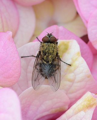 <i>Pollenia rudis</i> Species of fly