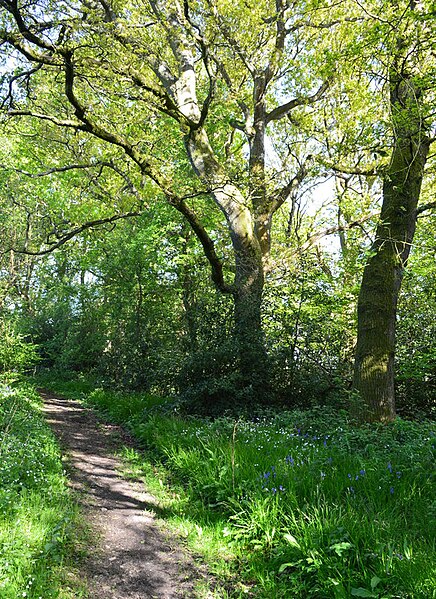 File:Footpath, Tangley, Hampshire - geograph.org.uk - 4477032.jpg