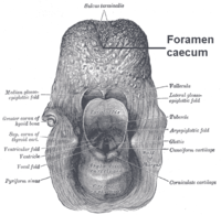 Foramen cecum and terminal sulcus labelled above Foramen caecum.png