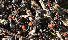 mound with workers Formica obscuripes Apr 2016.jpg