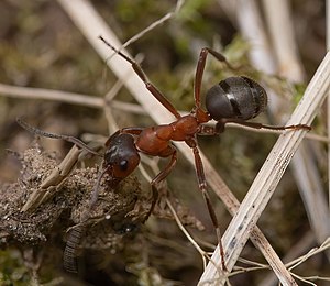 Formica sanguinea worker