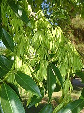 Foliage (dark green) and fruit (light green) of a mature specimen