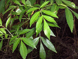 <i>Fraxinus caroliniana</i> Species of ash