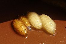 Fruit fly pupae 01.jpg