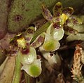 Gastrochilus platycalcaratus