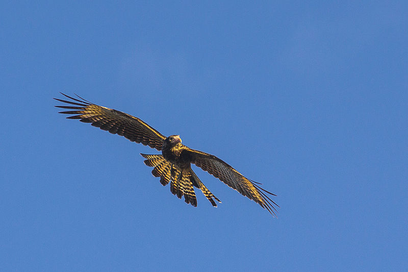 File:Gavilan sobrevolando.jpg