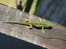 Gecko Vert des Hauts - Фелсума Борбоника (1) .jpg