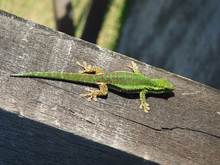 Réunion Island day gecko Species of lizard