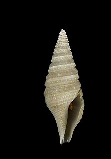 <i>Gemmuloborsonia moosai</i> Species of gastropod