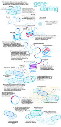 Thumbnail for Molecular cloning