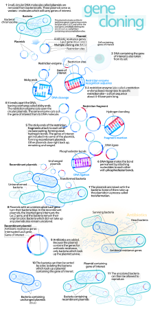 Gene cloning.svg