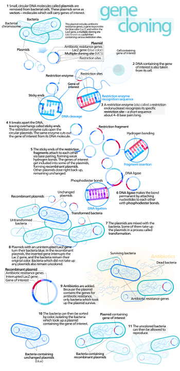 An outline of how molecular cloning works Gene cloning.svg