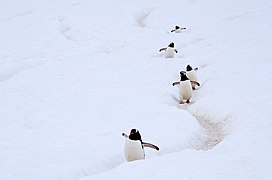 Manchots papous cheminant dans un de leurs sentiers