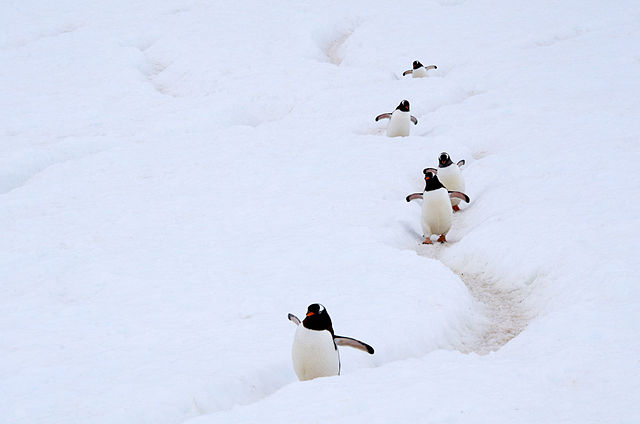 Пингвини на Антарктики.