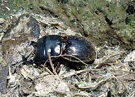 Geodorcus capito