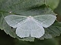 Geometra papilionaria Linnaeus, 1758