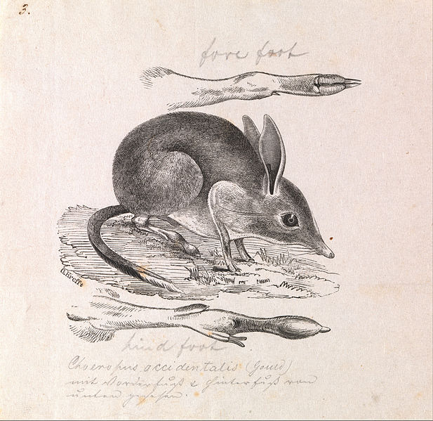 File:Gerard Krefft - Pig-footed Bandicoot, Chaeropus ecaudatus - Google Art Project.jpg