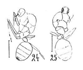 File:Gesomyrmex hoernesi Mayr 1937 N. Théobald mâle éch R759 (24) x3 & femelle éch R479 (25) x3 p. 212 Pl. XIV Hyménoptères du Sannoisien de Kleinkembs.pdf